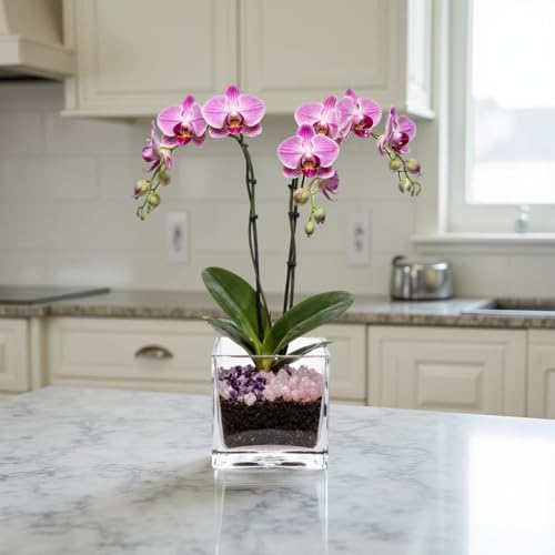 Live Double Stem Phalaenopsis Orchid Plant - Premium Indoor Flowering Plant with Crystal Accents, Easy Care Houseplant for Home Office Decor
