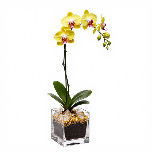Live Yellow Orchid with Citrine & Clear Quartz Accent - Single Stem
