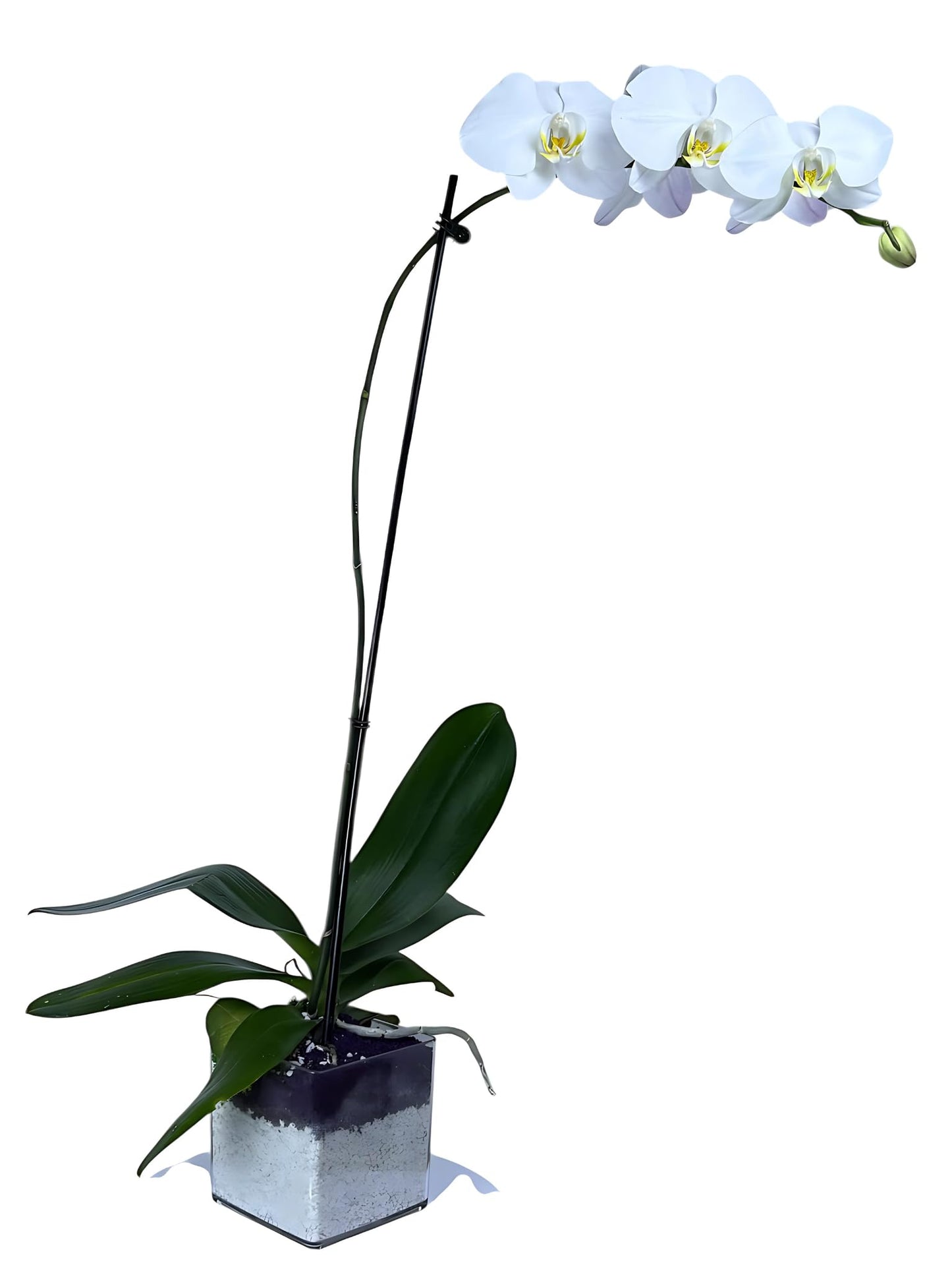 Live White Phalaenopsis Orchid Plant, Elegant Indoor Flowering Houseplant with Long-Lasting Blooms, Easy Care Gift for Home or Office Décor