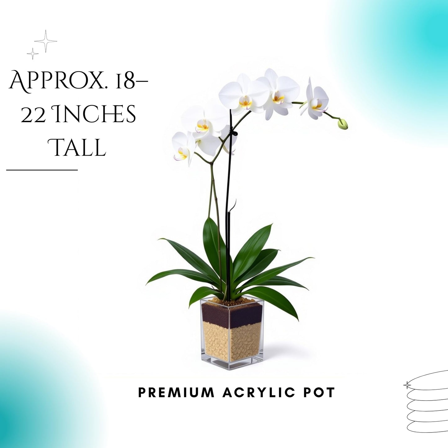 Live White Phalaenopsis Orchid Plant, Elegant Indoor Flowering Houseplant with Long-Lasting Blooms, Easy Care Gift for Home or Office Décor