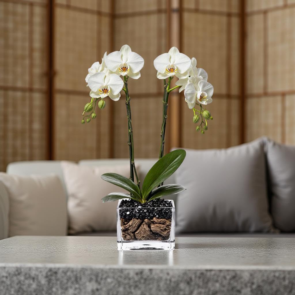 Live Double Stem Phalaenopsis Orchid Plant - Premium Indoor Flowering Plant with Crystal Accents, Easy Care Houseplant for Home Office Decor