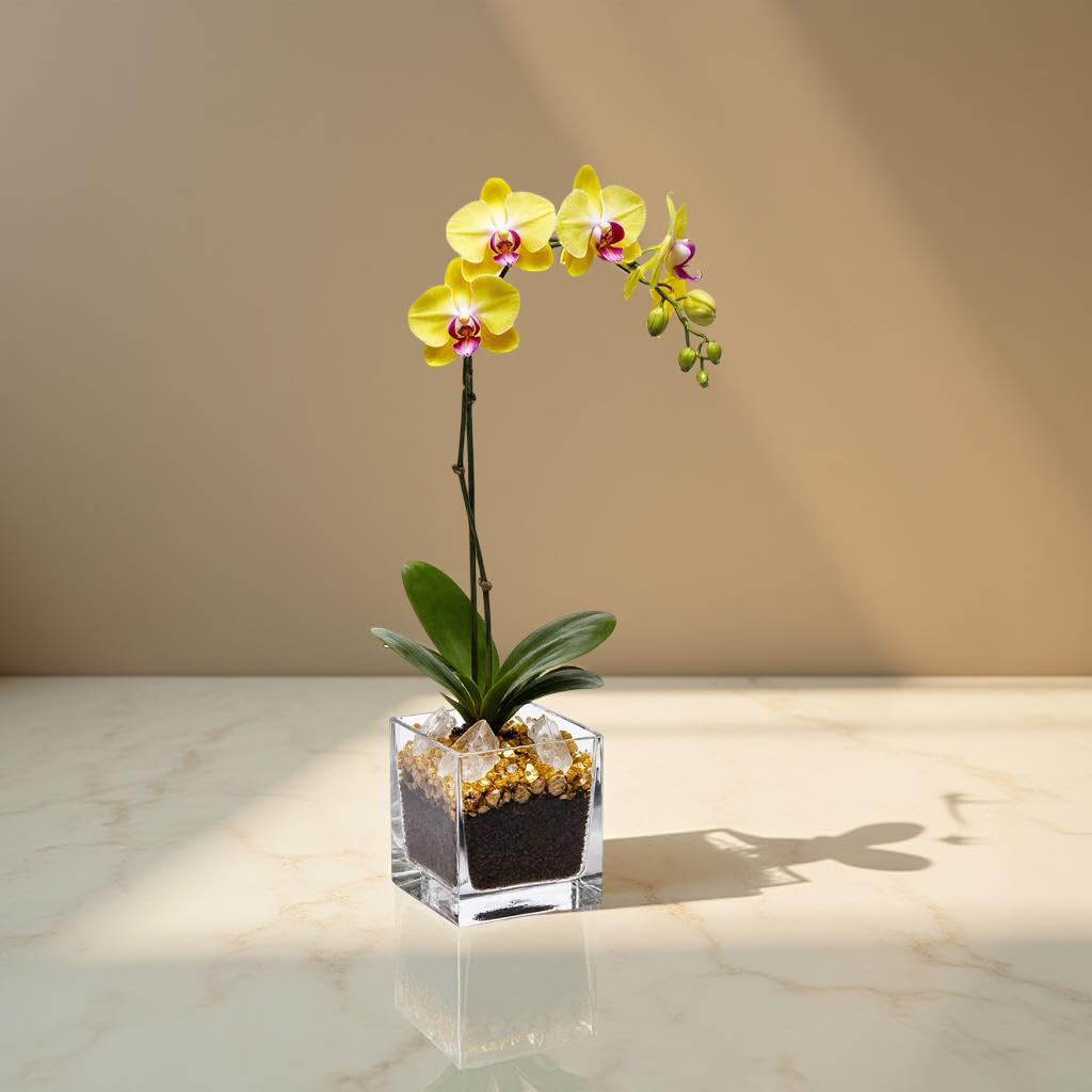 Live Phalaenopsis Orchid Plant - Premium Single Stem with Crystal Accent - Easy Care Indoor Houseplant -Birthday Gift
