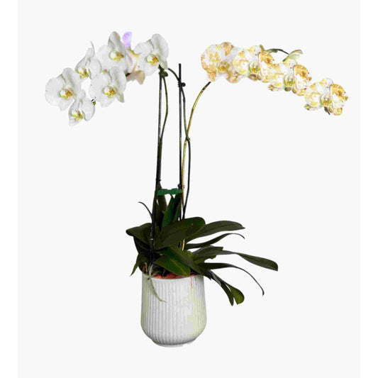 Live Triple White Phalaenopsis Orchid with Gold Accents – Indoor Flower in 7" Plastic Round Pot – Elegant Home Décor