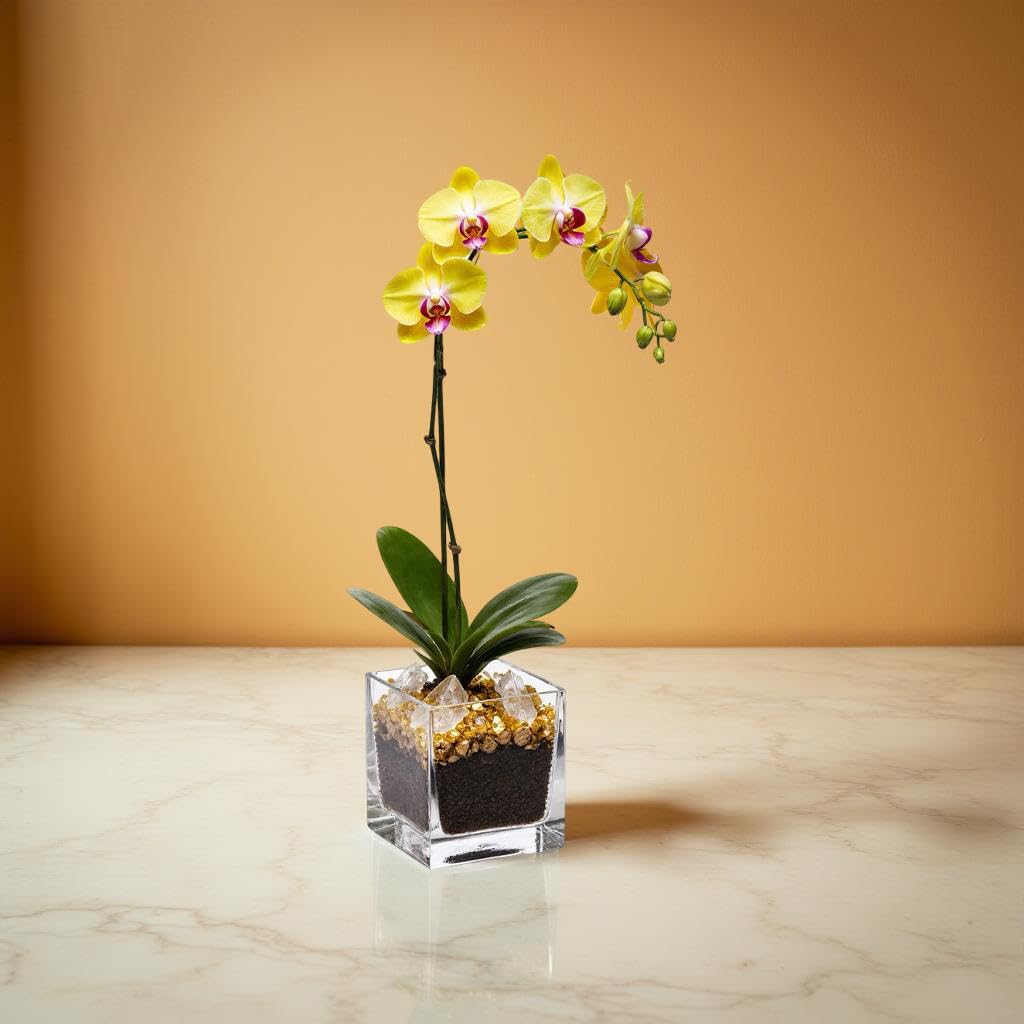 Live Phalaenopsis Orchid Plant - Premium Single Stem with Crystal Accent - Easy Care Indoor Houseplant -Birthday Gift