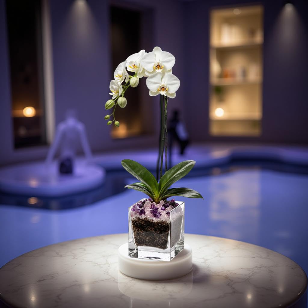 Live Phalaenopsis Orchid Plant - Premium Single Stem with Crystal Accent - Easy Care Indoor Houseplant -Birthday Gift