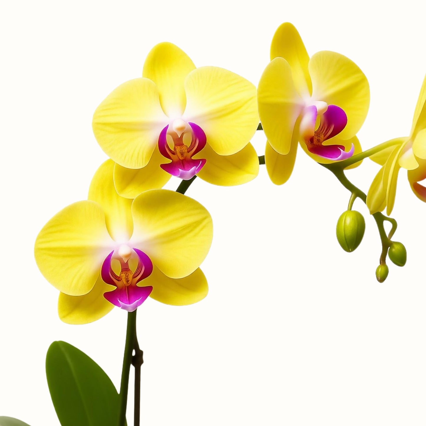 Live Yellow Phalaenopsis Orchid Plant - Premium Single Stem Indoor Orchid - Easy Care Home Decor Flowering Houseplant Gift - Perfect Birthday Present