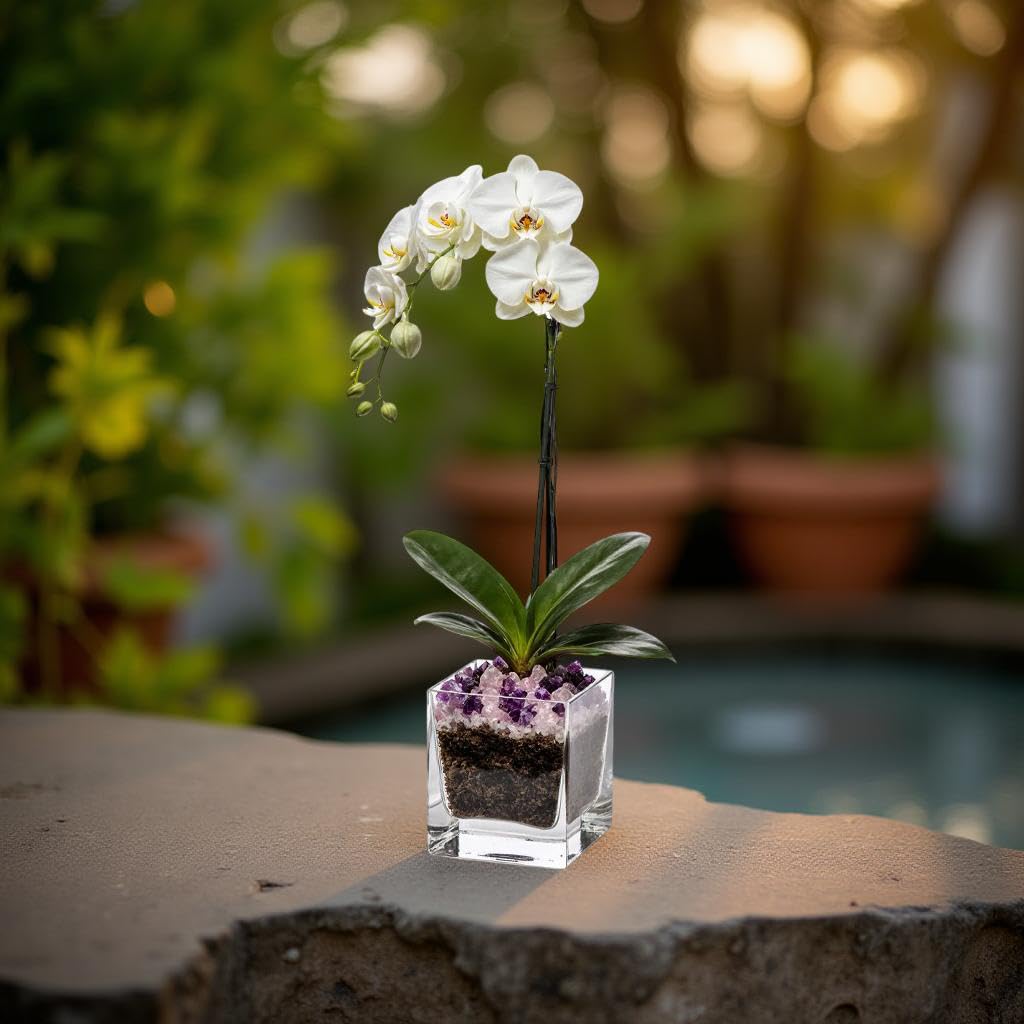 Live Phalaenopsis Orchid Plant - Premium Single Stem with Crystal Accent - Easy Care Indoor Houseplant -Birthday Gift