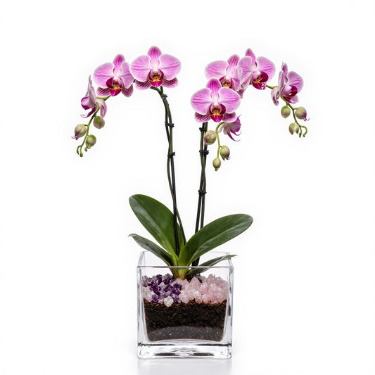 Live Pink Orchid with Rose Quartz & Amethyst Accent - Double Stem