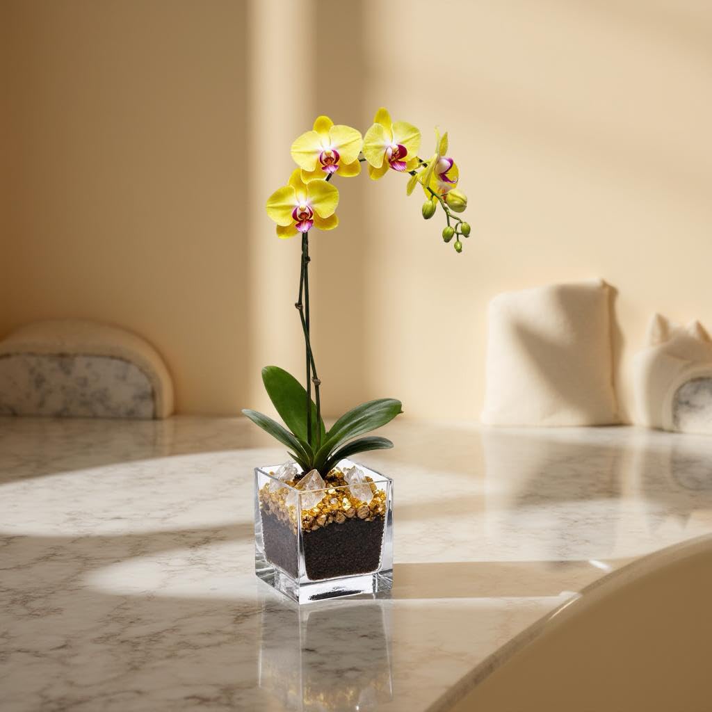 Live Phalaenopsis Orchid Plant - Premium Single Stem with Crystal Accent - Easy Care Indoor Houseplant -Birthday Gift