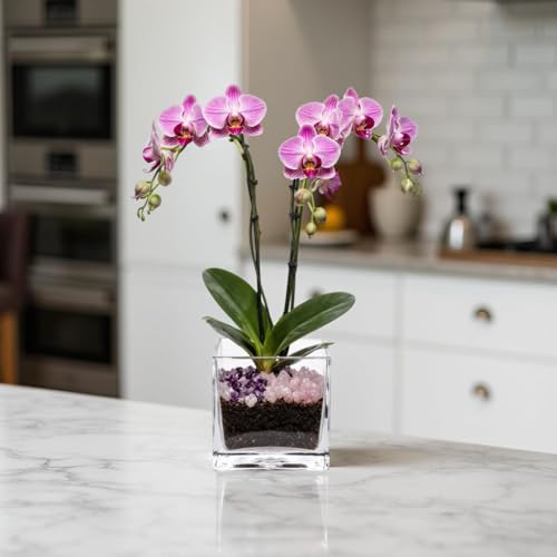 Live Double Stem Phalaenopsis Orchid Plant - Premium Indoor Flowering Plant with Crystal Accents, Easy Care Houseplant for Home Office Decor