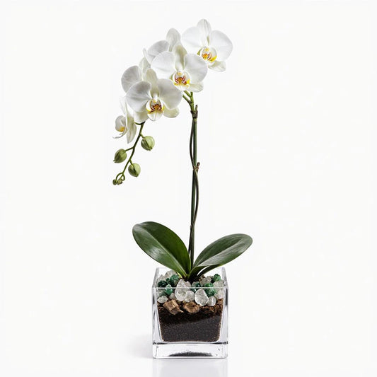Blooming White Orchid Plant with Green Aventurine and Clear Quartz Crystal Set, Live Indoor Plant with Healing Stones for Home Decor, Meditation, Feng Shui