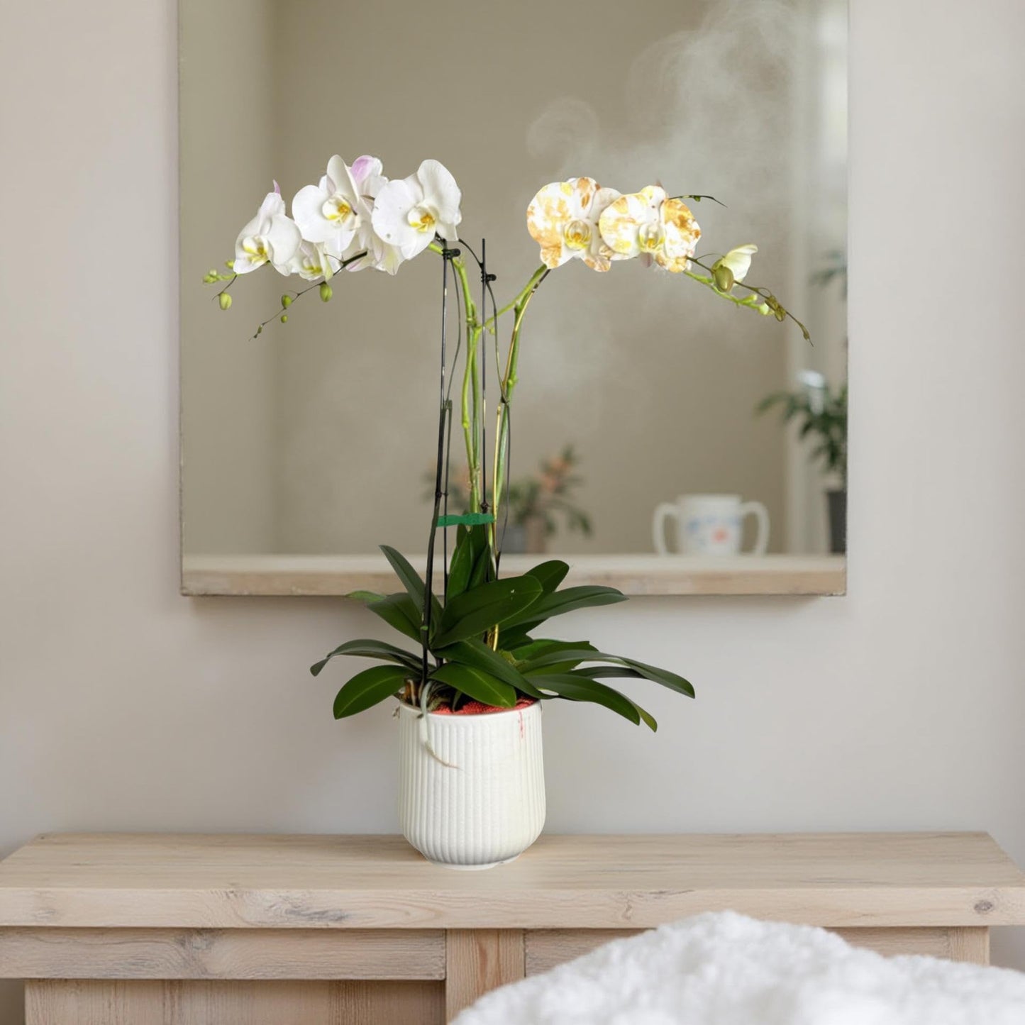 Premium White Phalaenopsis Orchid Plant - Live Triple Stem Indoor Orchid - Easy Care Home Decor Flowering Houseplant Gift - Perfect for Birthday Anniversary
