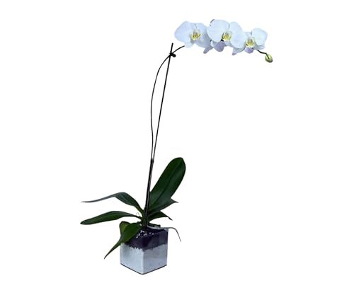Live White Phalaenopsis Orchid Plant, Elegant Indoor Flowering Houseplant with Long-Lasting Blooms, Easy Care Gift for Home or Office Décor