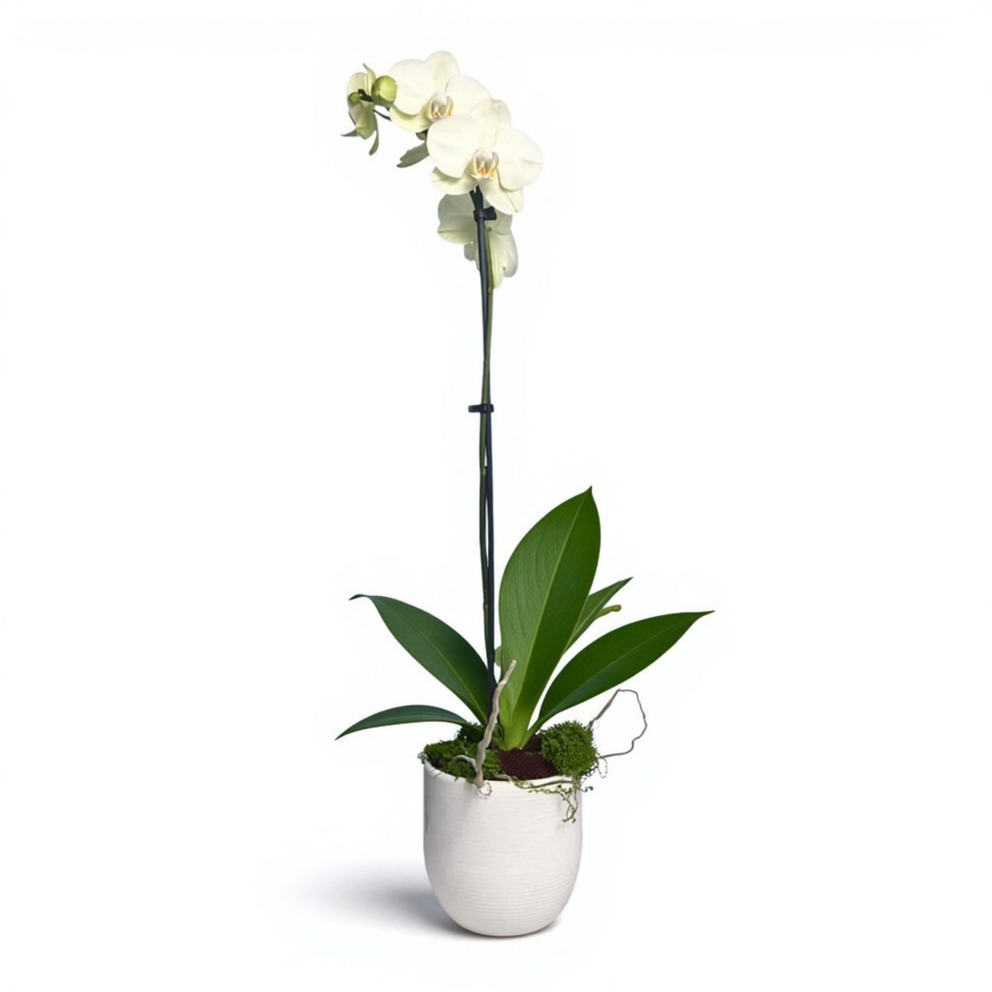 Live White Phalaenopsis Orchid Plant - Premium Indoor Flowering Orchid - Easy Care Home Decor Houseplant Gift - Birthday Present