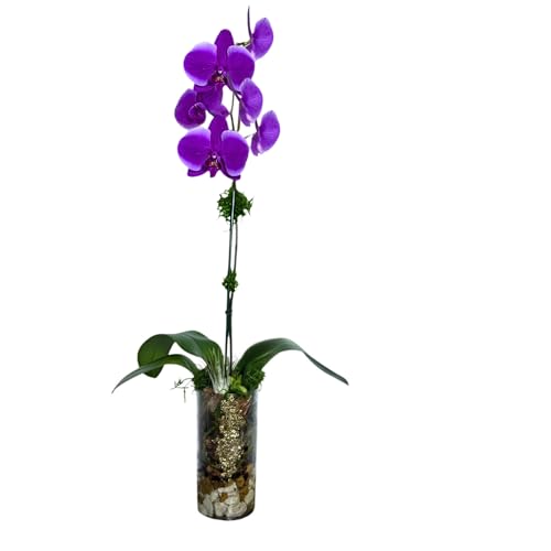 Live Purple Phalaenopsis Orchid – Tall Glass Vase with Layered Decorative Stones & Moss – Elegant Long-Lasting Flower Gift for Home, Office, or Events