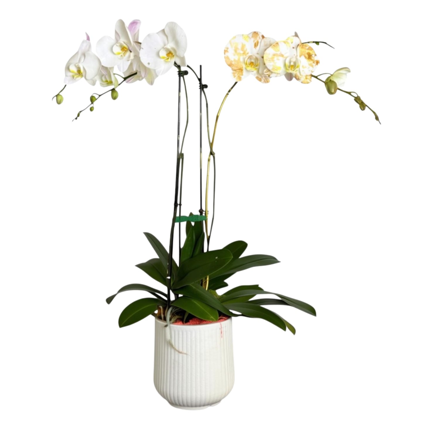 Live Triple White Phalaenopsis Orchid with Gold Accents – Indoor Flower in 7" Plastic Round Pot – Elegant Home Décor