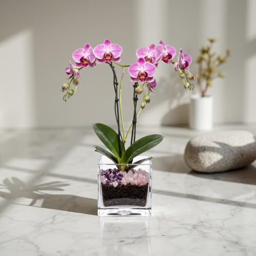 Live Double Stem Phalaenopsis Orchid Plant - Premium Indoor Flowering Plant with Crystal Accents, Easy Care Houseplant for Home Office Decor