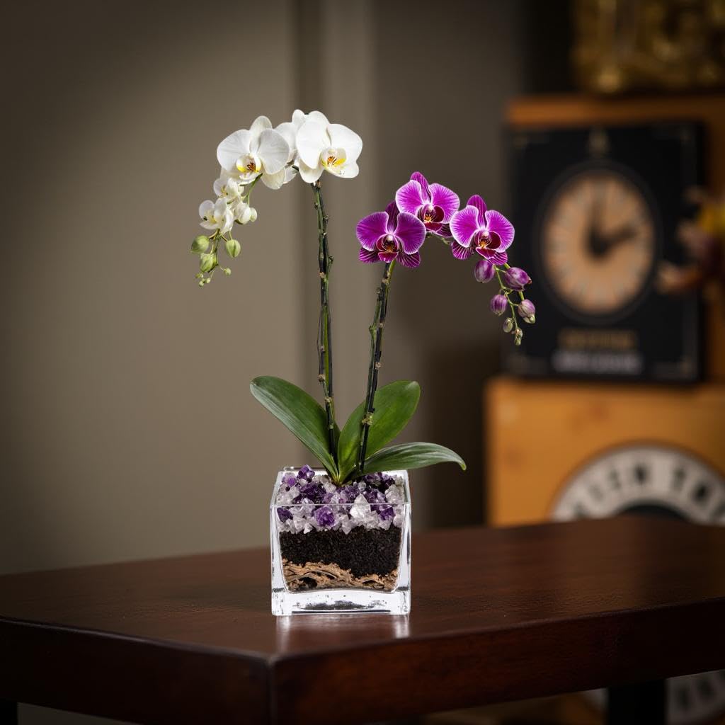 Live Double Stem Phalaenopsis Orchid Plant - Premium Indoor Flowering Plant with Crystal Accents, Easy Care Houseplant for Home Office Decor
