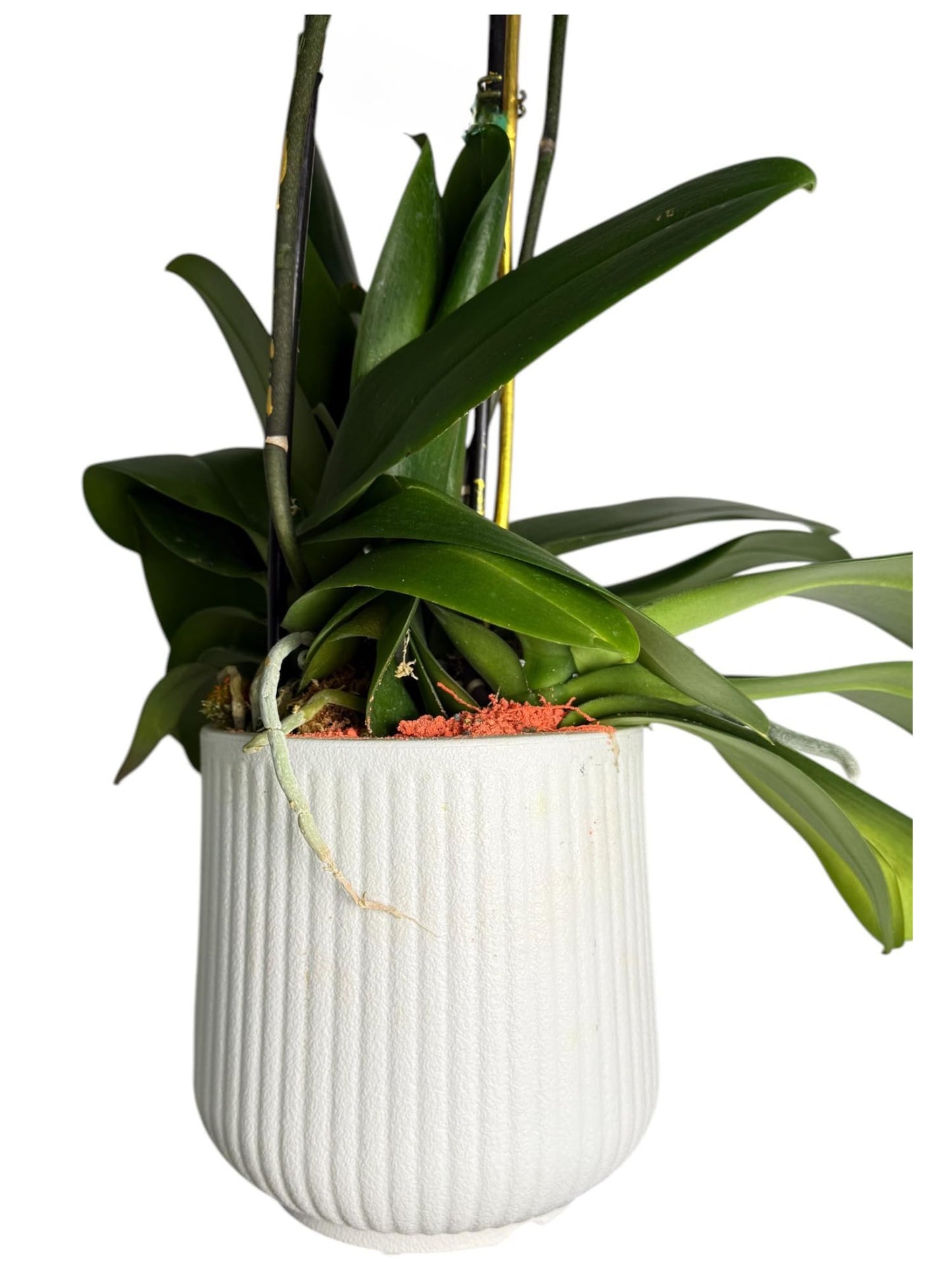 Live Triple White Phalaenopsis Orchid with Gold Accents – Indoor Flower in 7" Plastic Round Pot – Elegant Home Décor