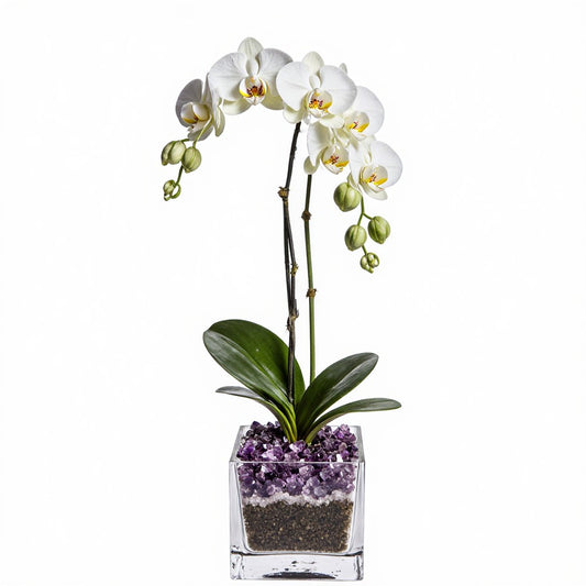 Live White Orchid with Amethyst Crystal Accent - Double Stem