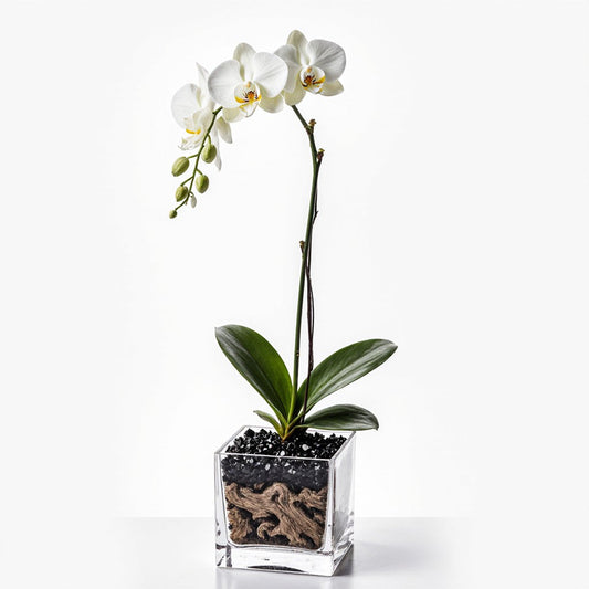 Live White Orchid with Black Obsidian Crystal Accent - Single Stem