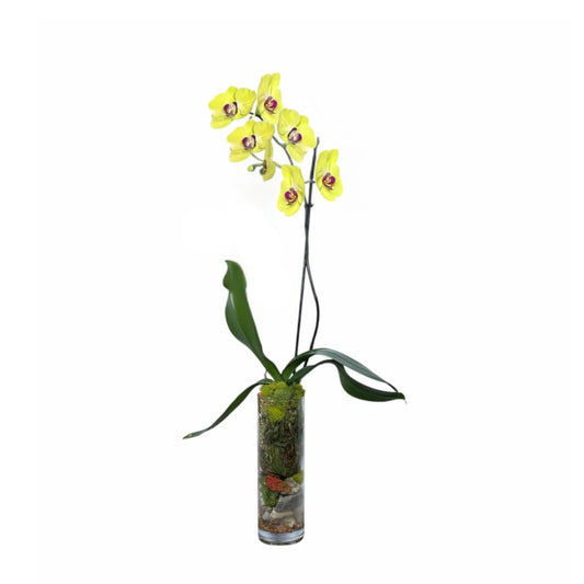 Live Single Stem Yellow Phalaenopsis Orchid in 4 Inch Clear Acrylic Cylinder Pot – Fresh Indoor Flower Plant