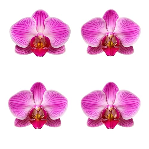 Live Double Stem Phalaenopsis Orchid Plant - Premium Indoor Flowering Plant with Crystal Accents, Easy Care Houseplant for Home Office Decor