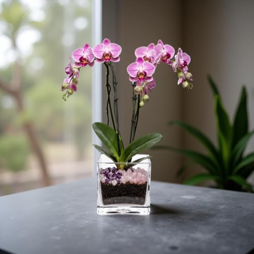 Live Double Stem Phalaenopsis Orchid Plant - Premium Indoor Flowering Plant with Crystal Accents, Easy Care Houseplant for Home Office Decor