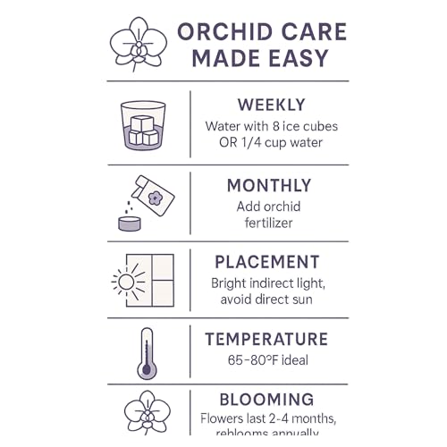 Live Phalaenopsis Orchid Plant - Premium Single Stem with Crystal Accent - Easy Care Indoor Houseplant -Birthday Gift