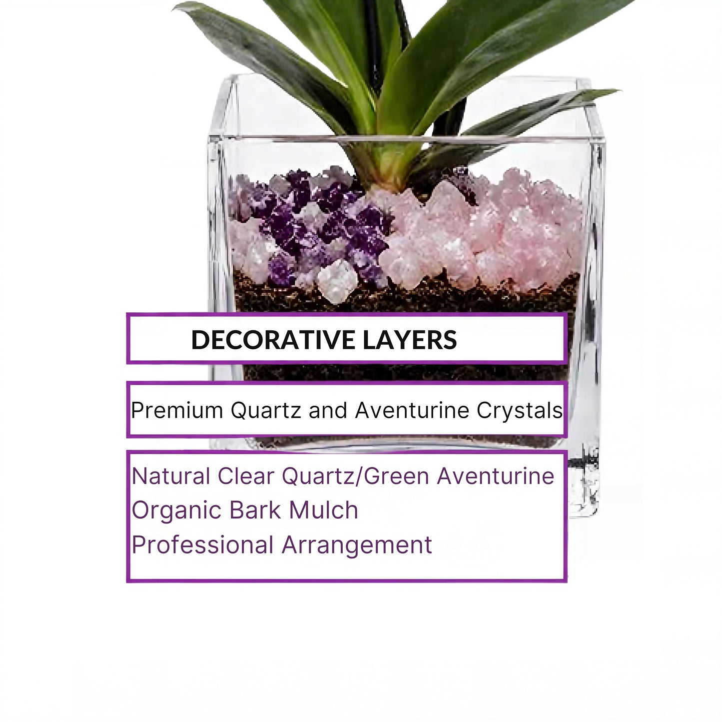 Live Double Stem Phalaenopsis Orchid Plant - Premium Indoor Flowering Plant with Crystal Accents, Easy Care Houseplant for Home Office Decor