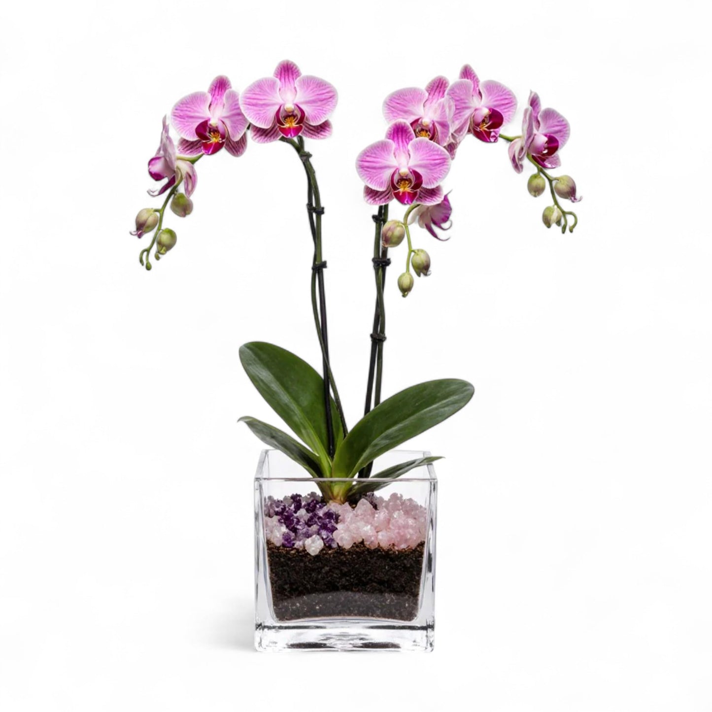 Live Double Stem Phalaenopsis Orchid Plant - Premium Indoor Flowering Plant with Crystal Accents, Easy Care Houseplant for Home Office Decor