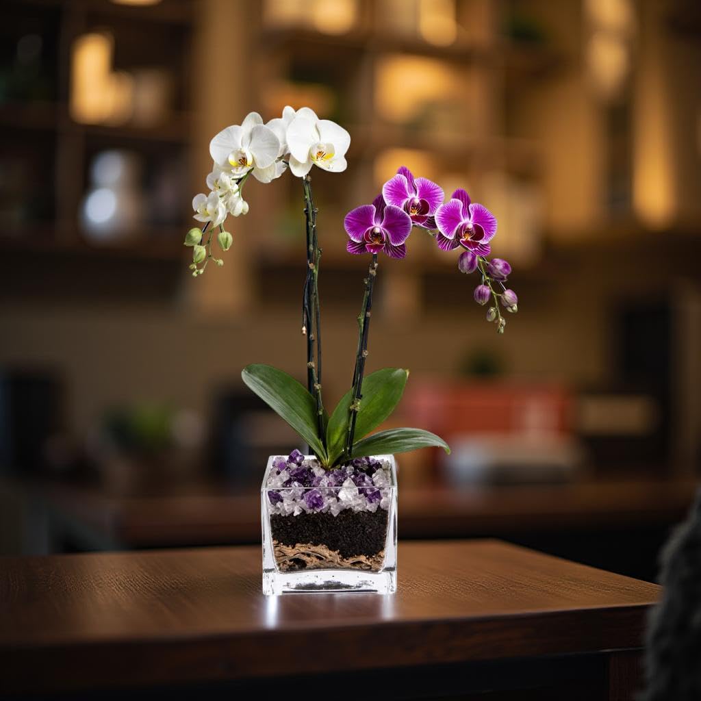 Live Double Stem Phalaenopsis Orchid Plant - Premium Indoor Flowering Plant with Crystal Accents, Easy Care Houseplant for Home Office Decor