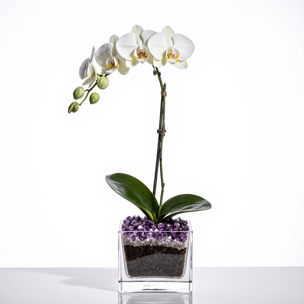 Live White Orchid with Amethyst Crystal Accent - Single Stem